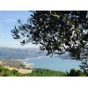 Olivenöl extra vergine_Molise